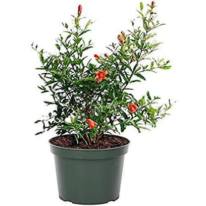 Pomegranate plant 6” pot