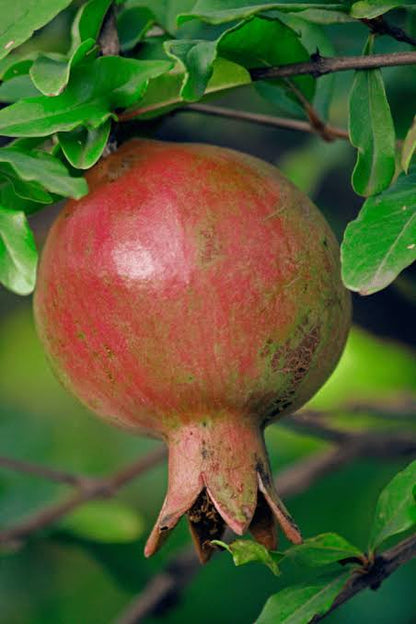 Pomegranate plant 6” pot