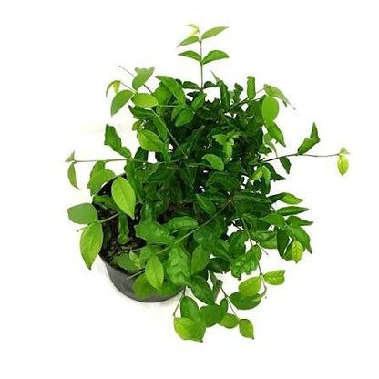Water jasmine bloom year around