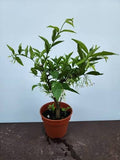 Water jasmine bloom year around