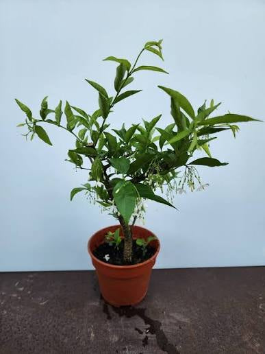Water jasmine bloom year around