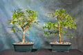 Guava bonsai (plants keep on changing)
