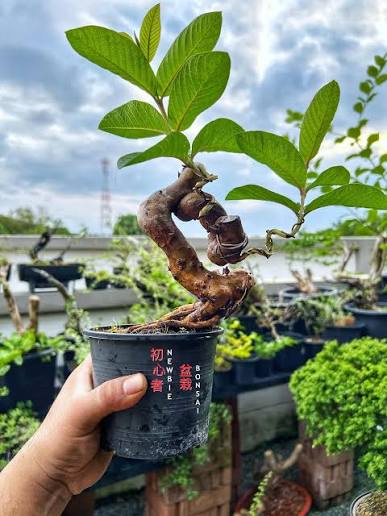 Guava bonsai (plants keep on changing)