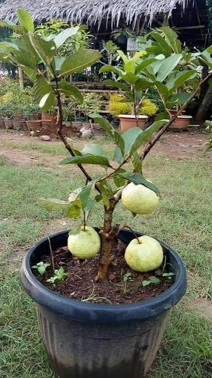 Guava bonsai (plants keep on changing)