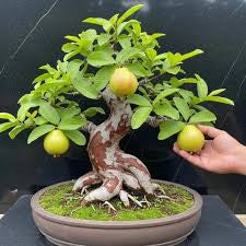 Guava bonsai (plants keep on changing)