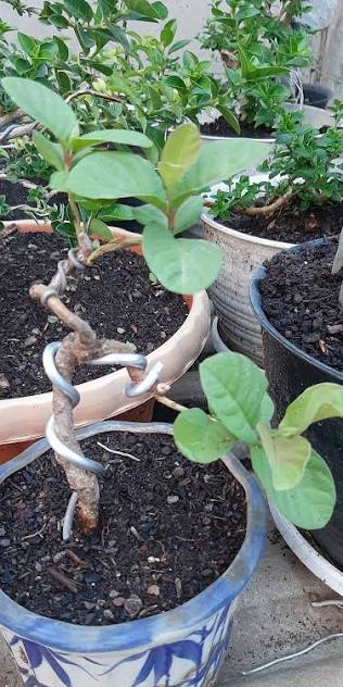 Guava bonsai (plants keep on changing)