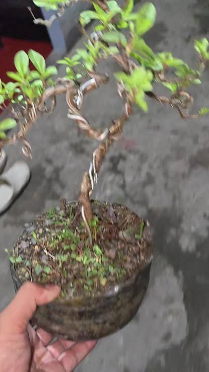 Guava bonsai (plants keep on changing)