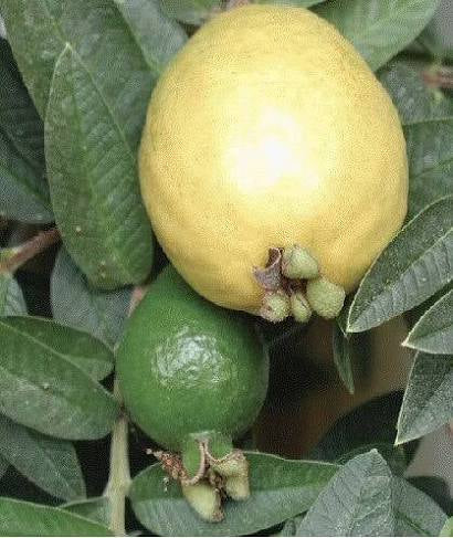 Guava bonsai (plants keep on changing)