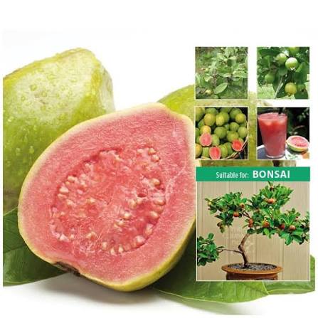 Guava bonsai (plants keep on changing)