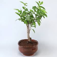 Guava bonsai (plants keep on changing)