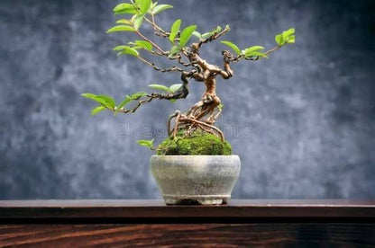 Guava bonsai (plants keep on changing)