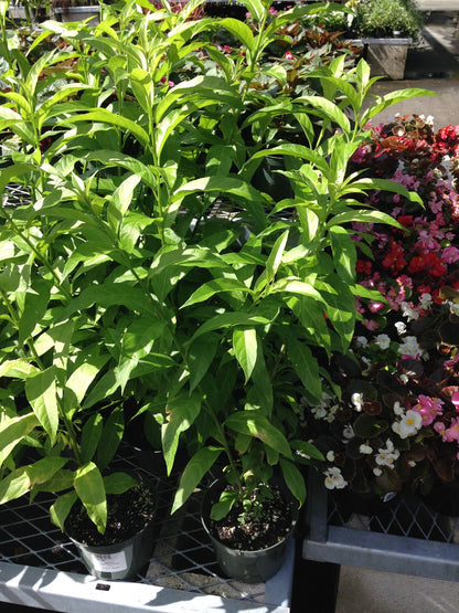 Night Blooming Jasmine – Fragrant Indoor Plant