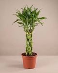 Woven lucky bamboo