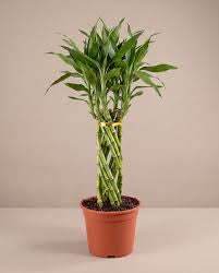 Woven lucky bamboo