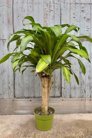 Dracaena Corn Plant /yucca cane(Dracaena Fragrans ‘Massangeana’) – Yellow Stripe and all green Indoor Plant