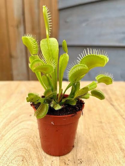 Venus fly trap