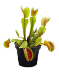 Venus fly trap