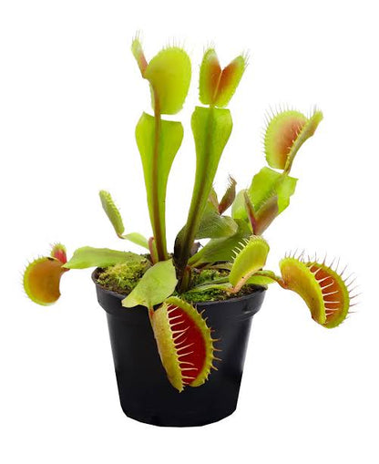 Venus fly trap