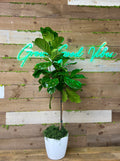 Grand Greenery