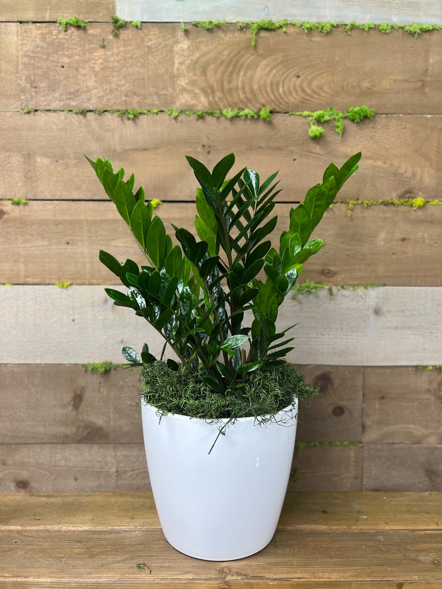Small Oasis