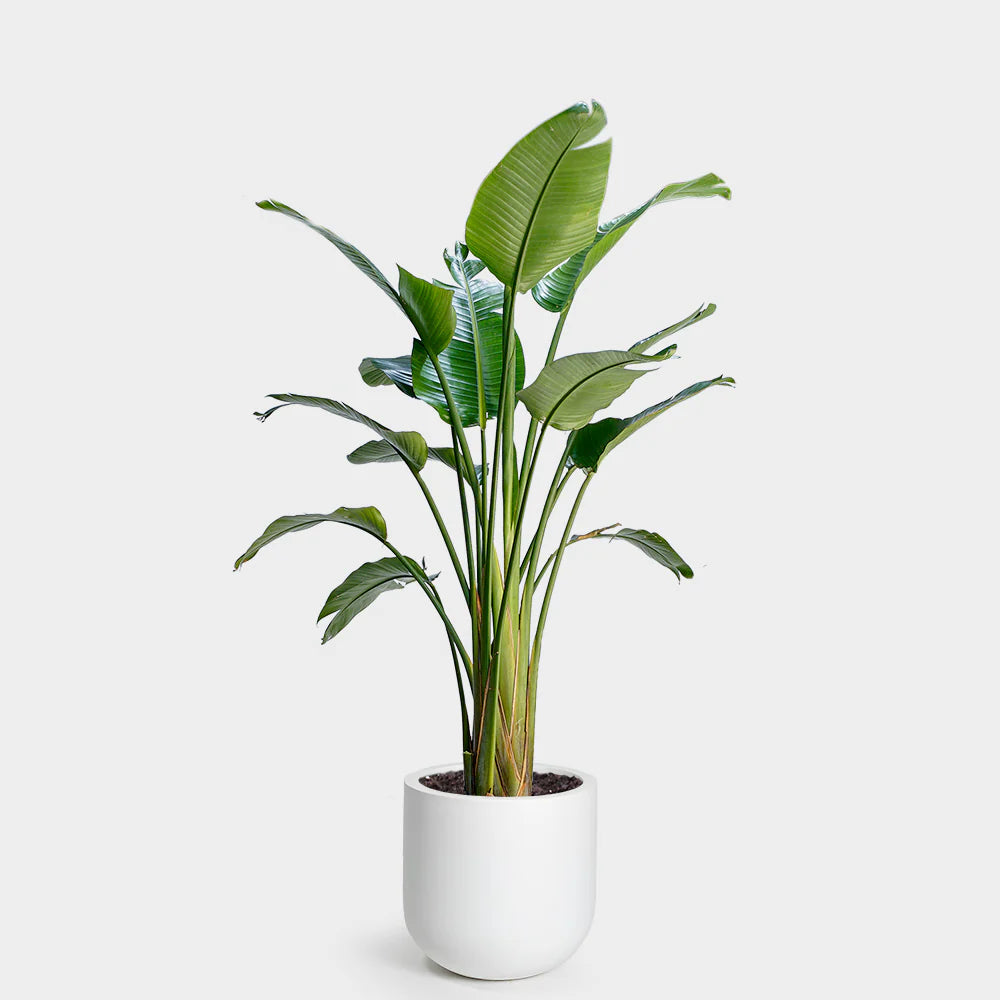 Bird of Paradise