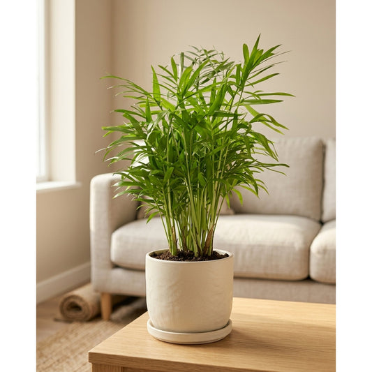 Areca Palm – Pet-Friendly Tropical Indoor Plant