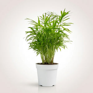 Areca Palm – Pet-Friendly Tropical Indoor Plant