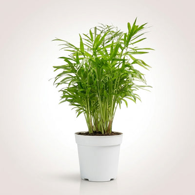 Areca Palm – Pet-Friendly Tropical Indoor Plant