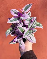 Tradescantia Nanouk in growing pot