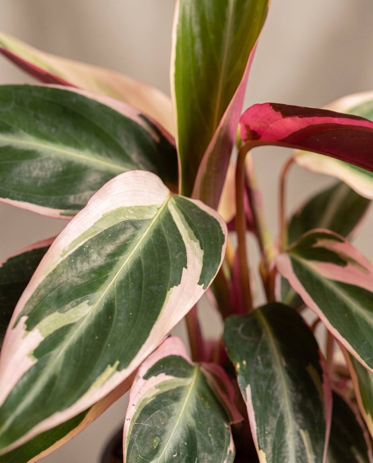 Stromanthe Triostar leaf, green pink cream face and magenta reverse