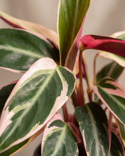 Stromanthe Triostar leaf, green pink cream face and magenta reverse
