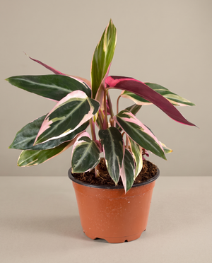 Stromanthe Triostar in a 6-inch grow pot, front studio, Medium