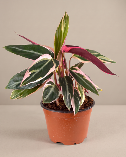 Stromanthe Triostar in a 6-inch grow pot, three-quarter studio