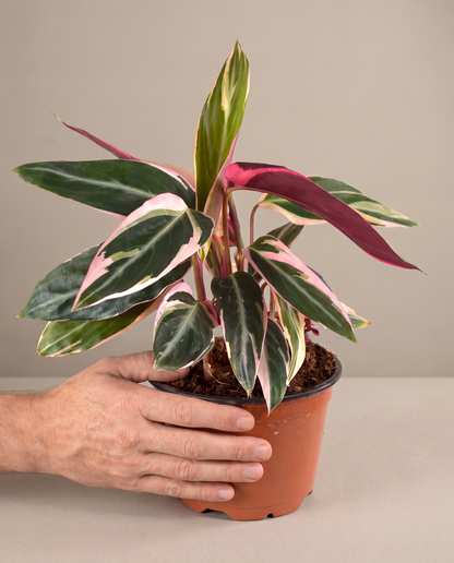 Stromanthe Triostar in a 6-inch grow pot, hand for scale