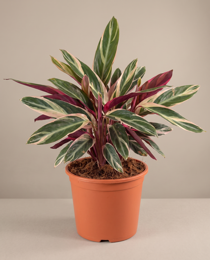 Stromanthe Triostar in a 10-inch grow pot, front studio, Large