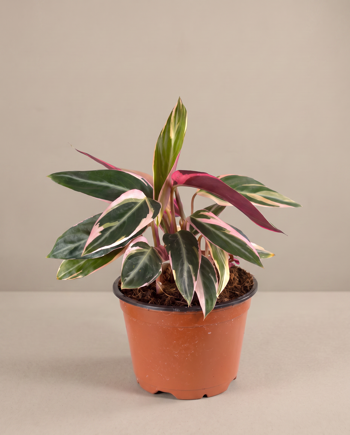 Stromanthe Triostar in a 4-inch grow pot, front studio, Small