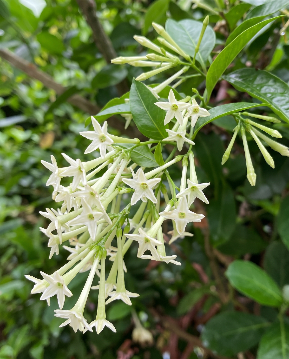 Night Blooming Jasmine flowers, white tubular stars and buds