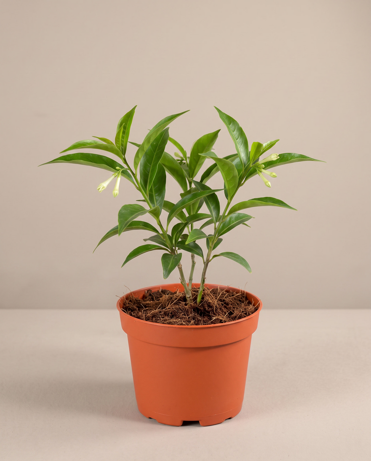 Night Blooming Jasmine in a 4-inch grow pot, front studio, Small