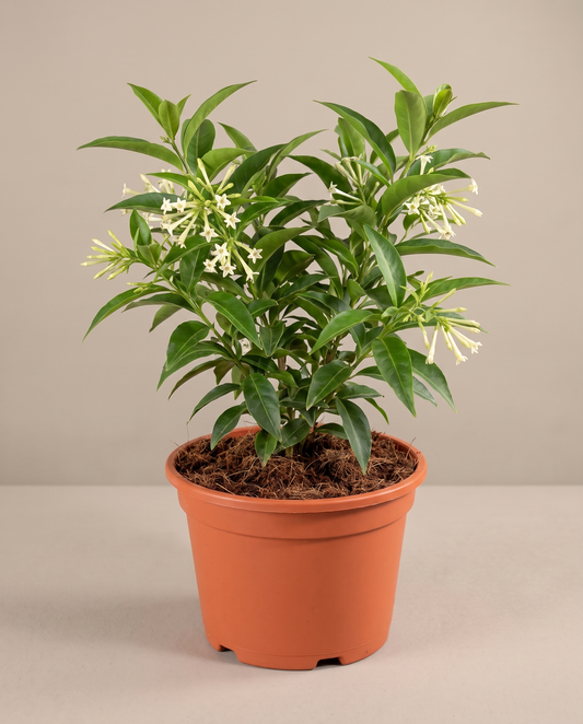 Night Blooming Jasmine in a 6-inch grow pot, front studio, Medium