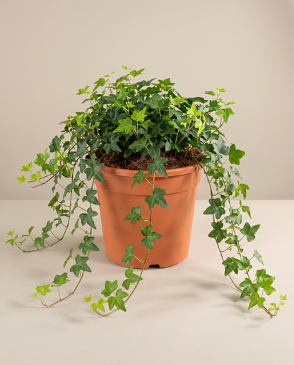 English Ivy in a 10-inch grow pot, front studio, Large