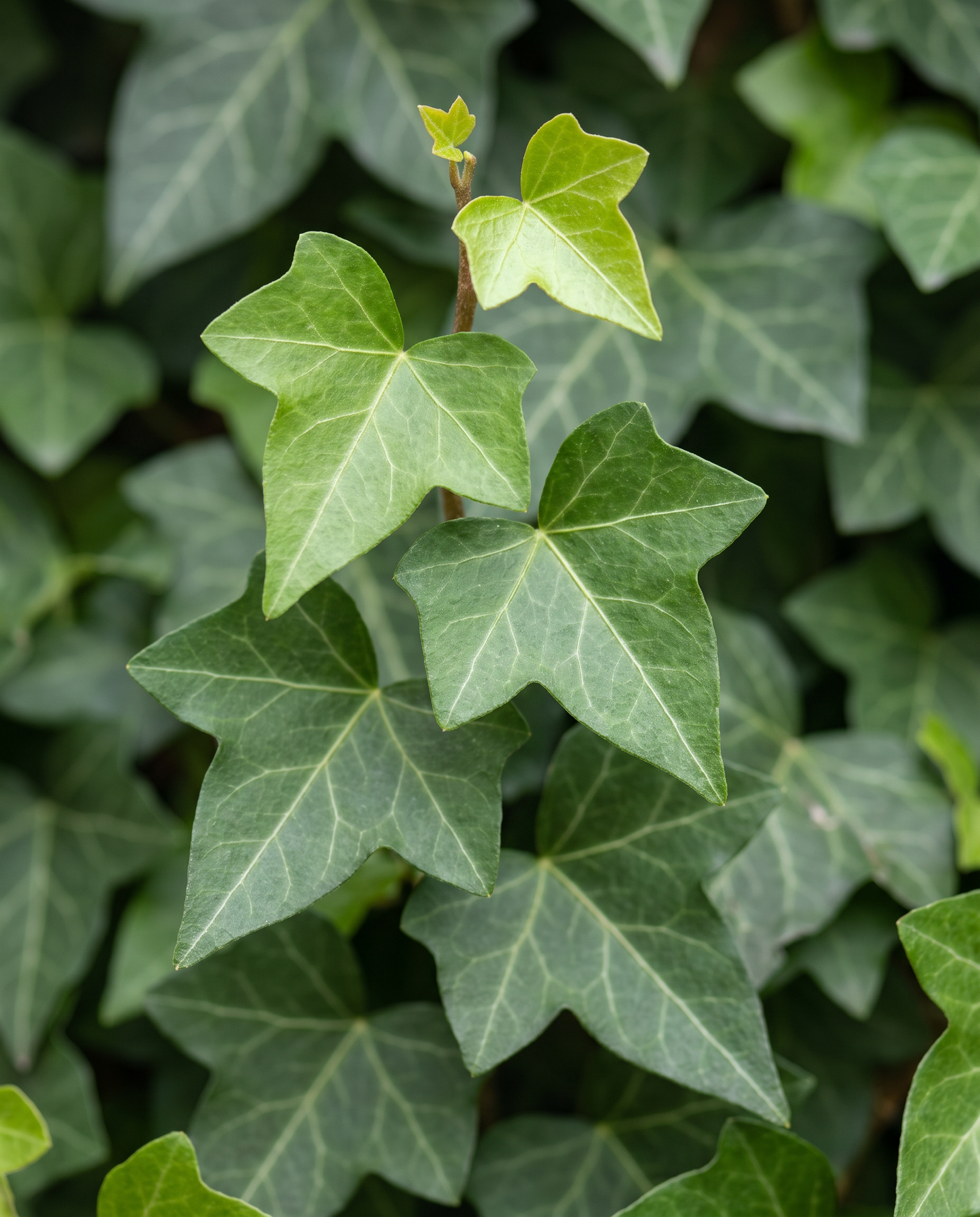English Ivy leaves, lobed green with pale veins