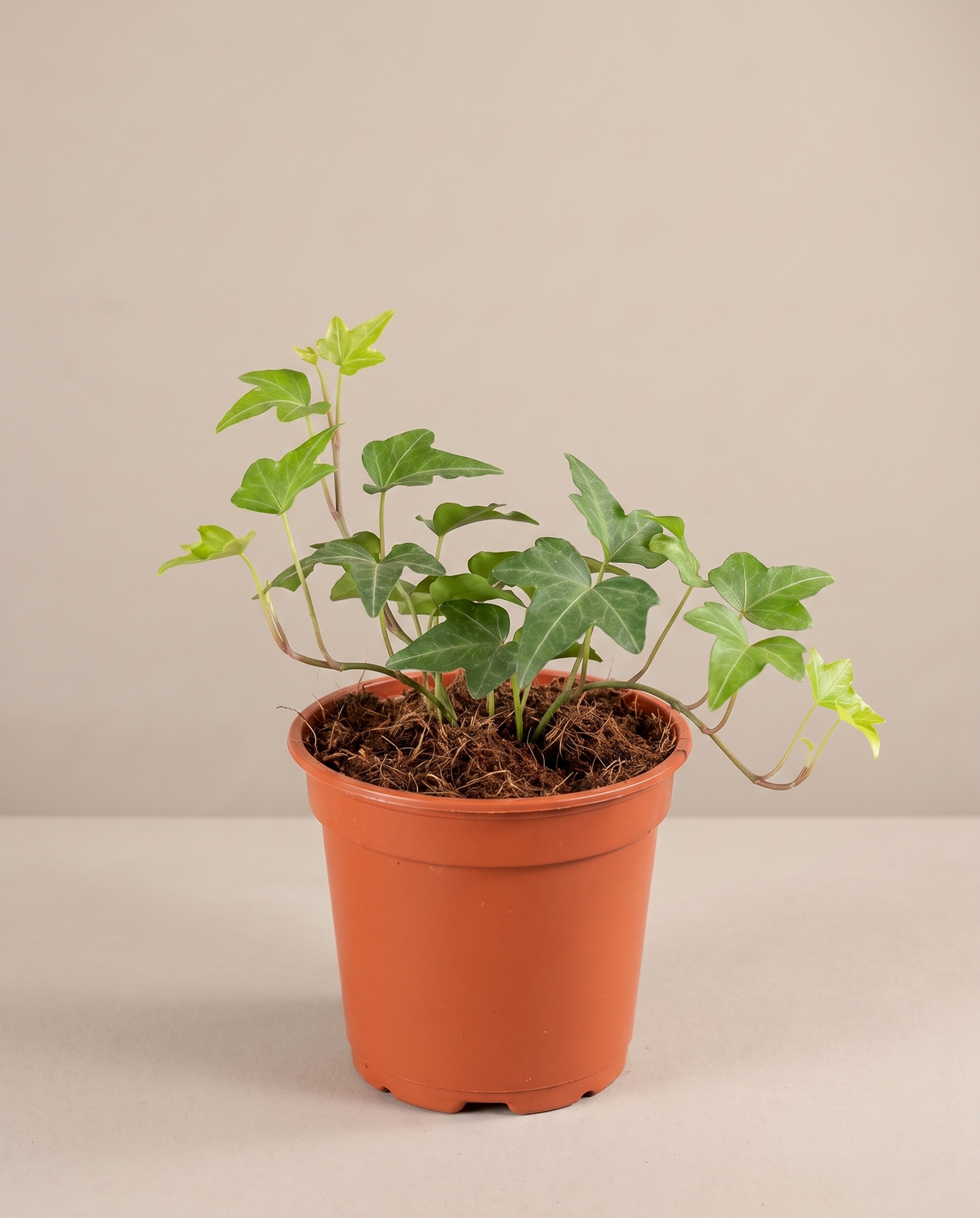English Ivy in a 4-inch grow pot, front studio, Small