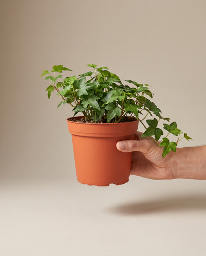 English Ivy in a 6-inch grow pot, hand for scale