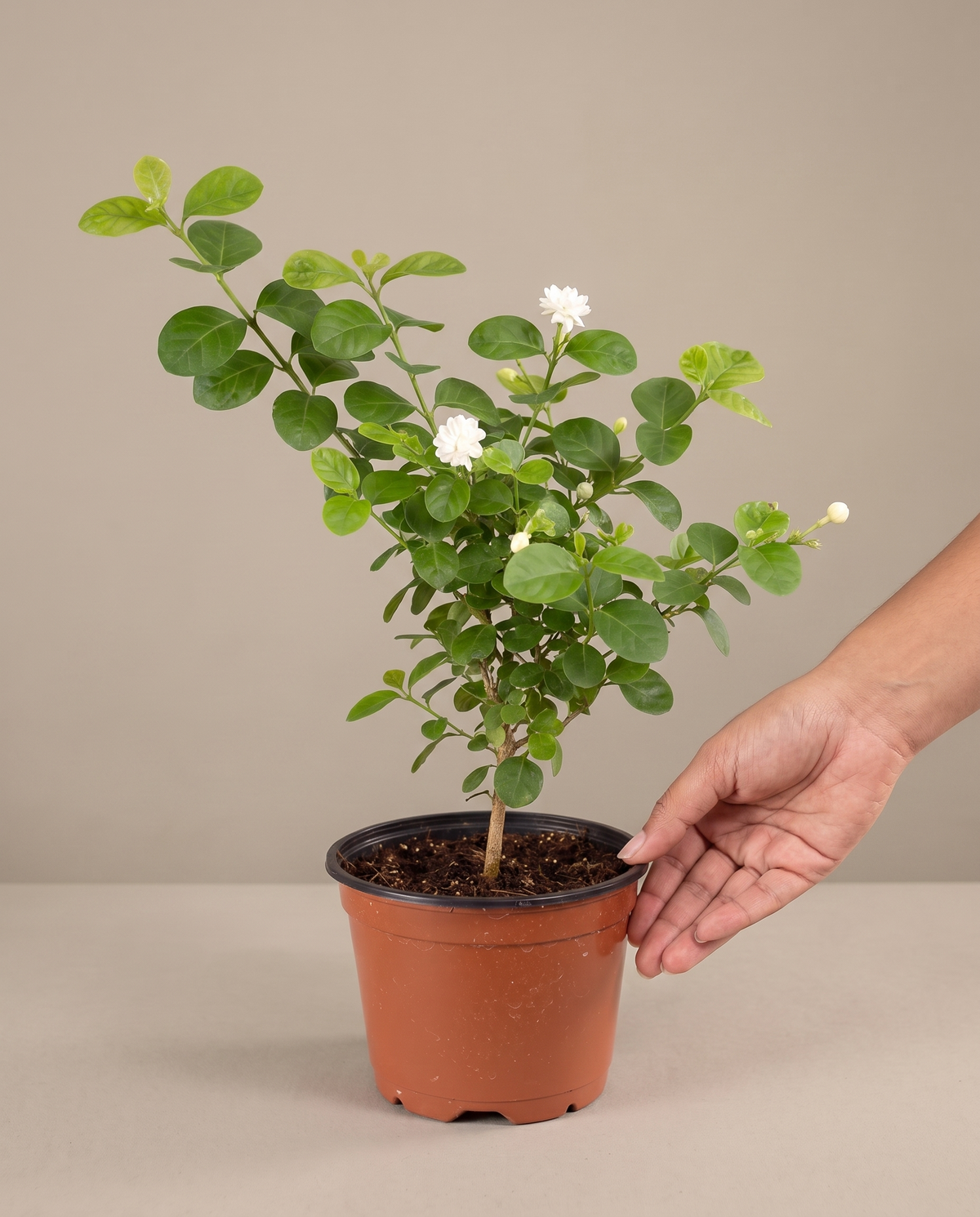 Jasmine Duke of Tuscany in a 6-inch grow pot, hand for scale