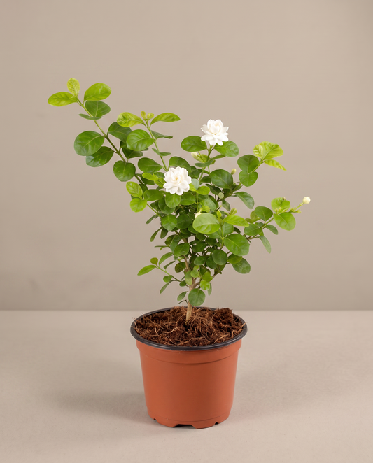 Jasmine Duke of Tuscany in a 6-inch grow pot, front studio