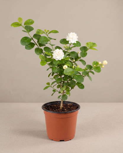 Jasmine Duke of Tuscany in a 6-inch grow pot, three-quarter studio