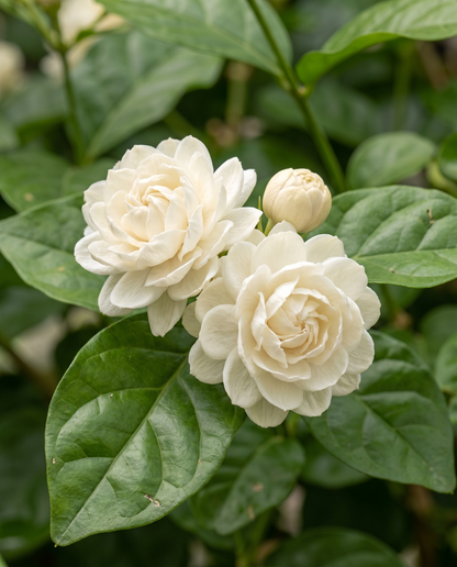 Jasmine Duke of Tuscany double white blooms and glossy leaves