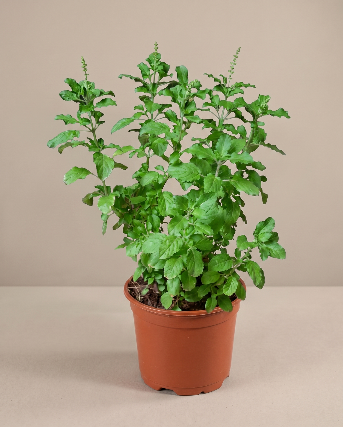 Holy Basil Tulsi in a 6-inch grow pot, three-quarter studio