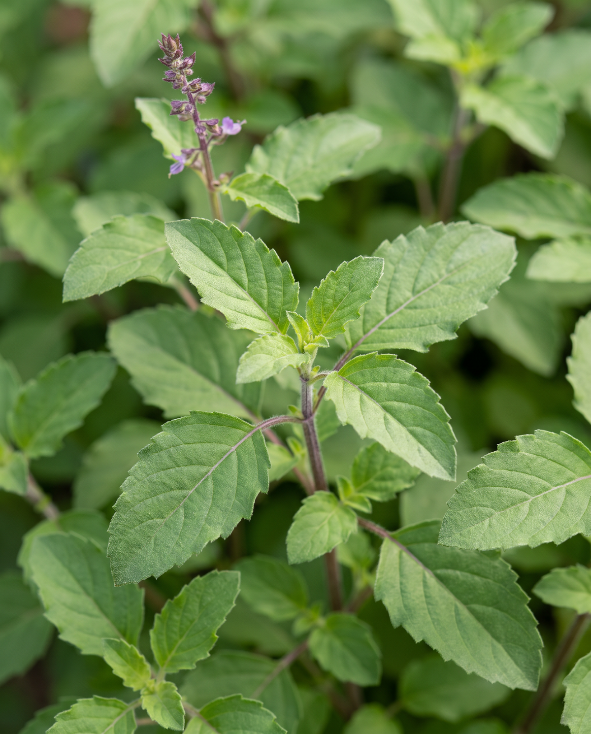 Holy Basil Tulsi leaves, serrated with purple-tinged stems