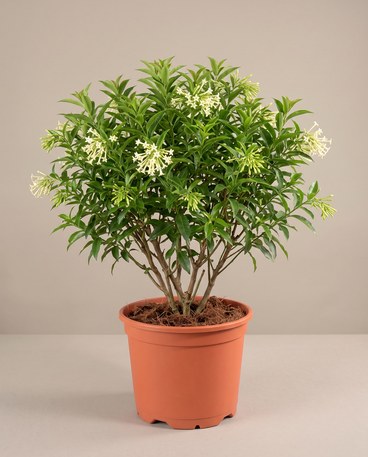 Night Blooming Jasmine in a large grow pot, front studio, Large